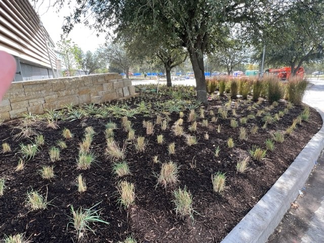 Native Texas plants are in!
