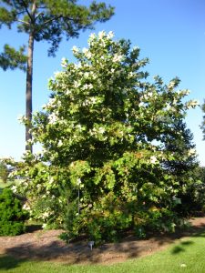 Platanus-mexicana-overview-of-tree