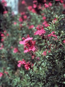 autumn sage