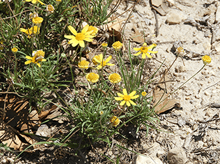 four nerve daisy