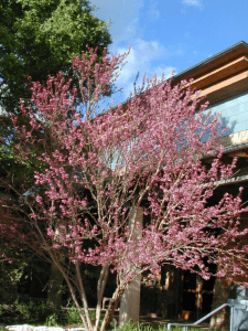 mexican buckeye