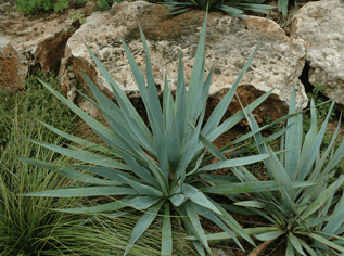 pale leaf yucca