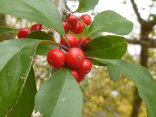 possumhaw