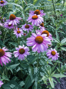 purple coneflower