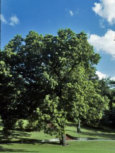 Bur Oak