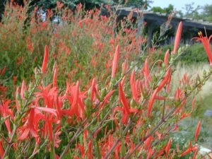 Flame Acanthus