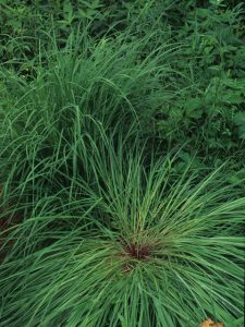big bluestem