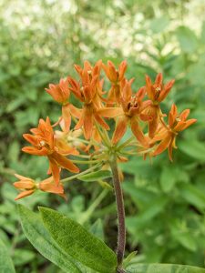 Butterflyweed, Asclepias tuberosa ASTU