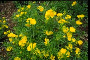 calylophus