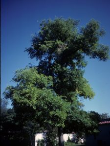 cedar elm