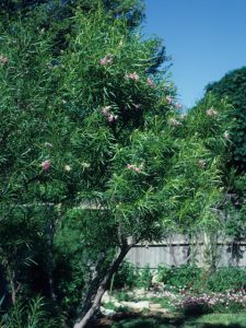 desert willow