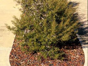 dwarf wax myrtle