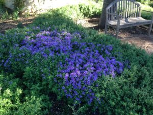 fall aster