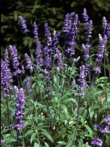 henry duelberg salvia
