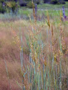 indiangrass