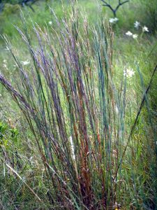 little bluestem