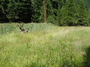 meadow sedge