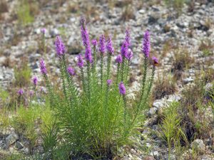 narrowleaf gayfeather