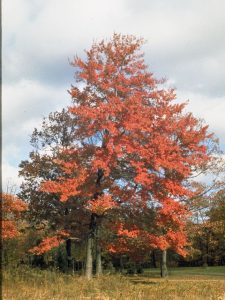 red oak