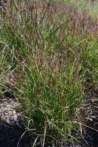 shenandoah switchgrass