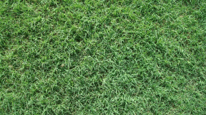 tifsport bermuda sod
