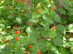 turks cap