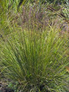 undaunted ruby gulf muhly