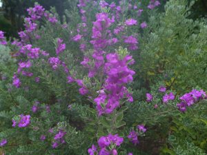 lynns legacy texas sage